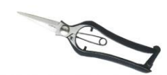 Bud shears