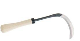 Transpplantation sickle C