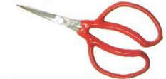 Stainless steel grape picking scissors